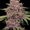 Purpz Feminized Seeds