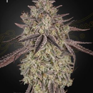 Skywalker Auto Feminized Seeds
