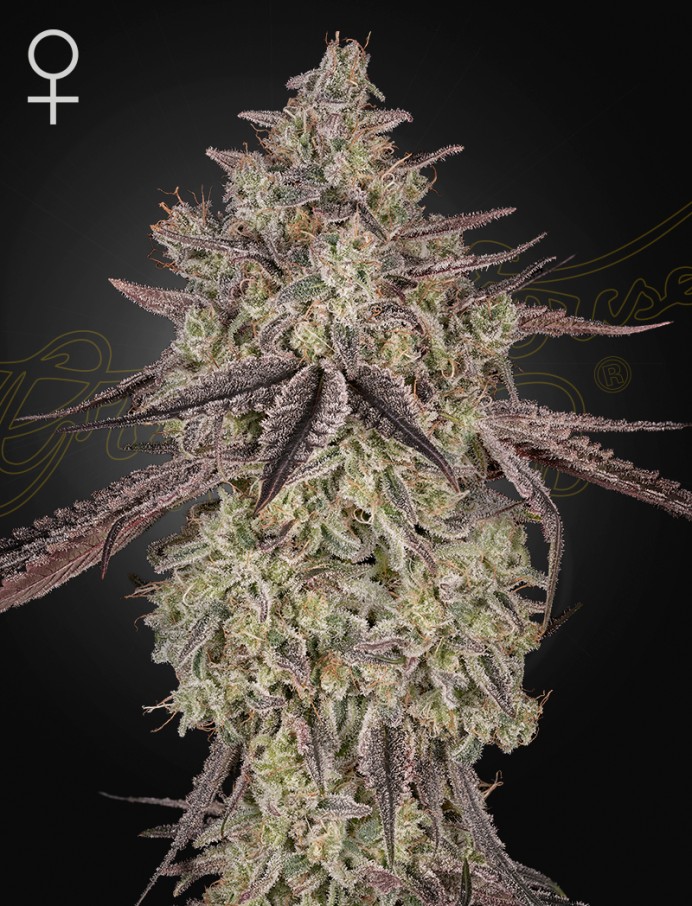 Skywalker Auto Feminized Seeds