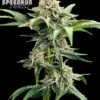 Terp Sneeze Autoflower Seeds