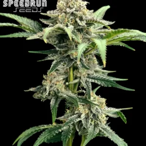 Terp Sneeze Autoflower Seeds
