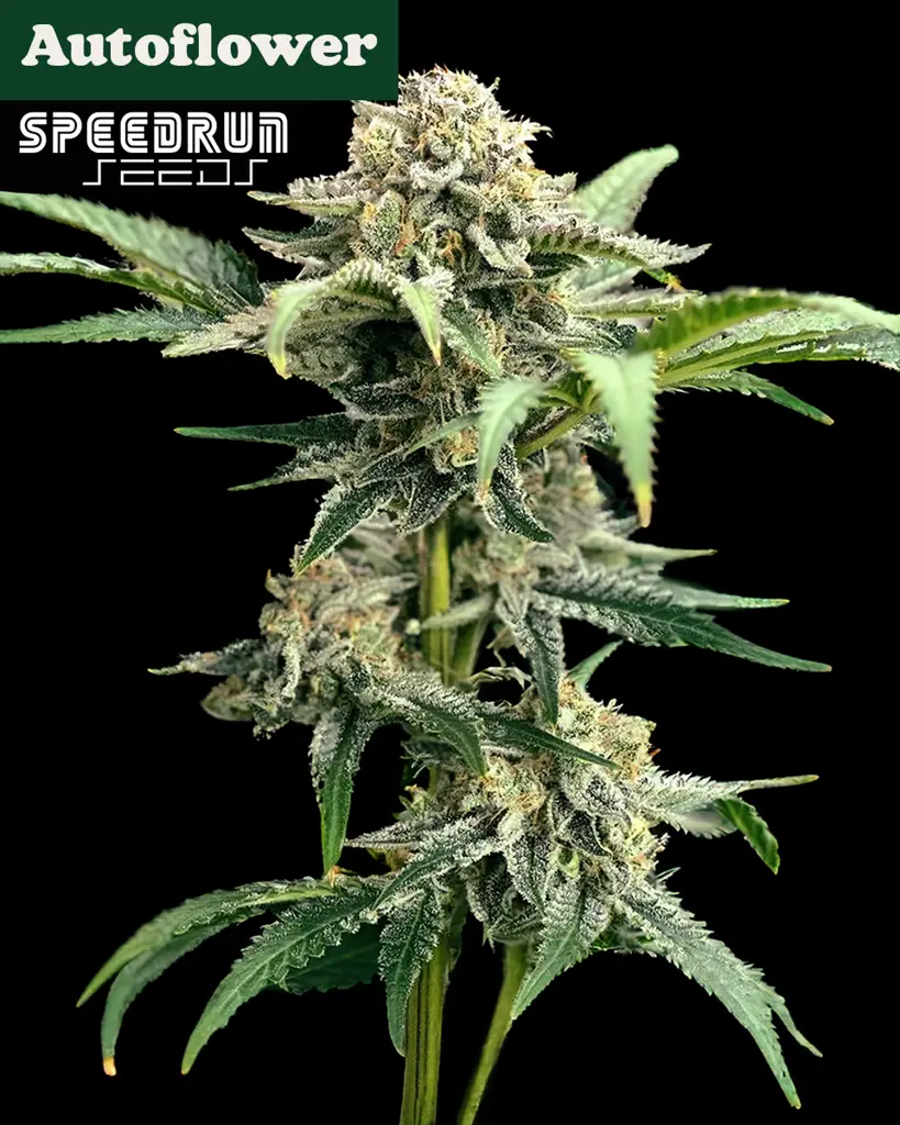 Terp Sneeze Autoflower Seeds