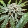 Terp Sneeze Autoflower Seeds