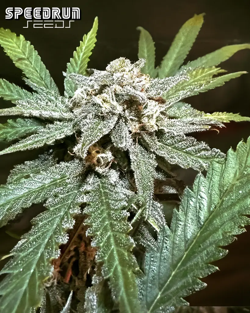 Terp Sneeze Autoflower Seeds