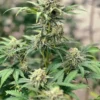 Terp Sneeze Autoflower Seeds