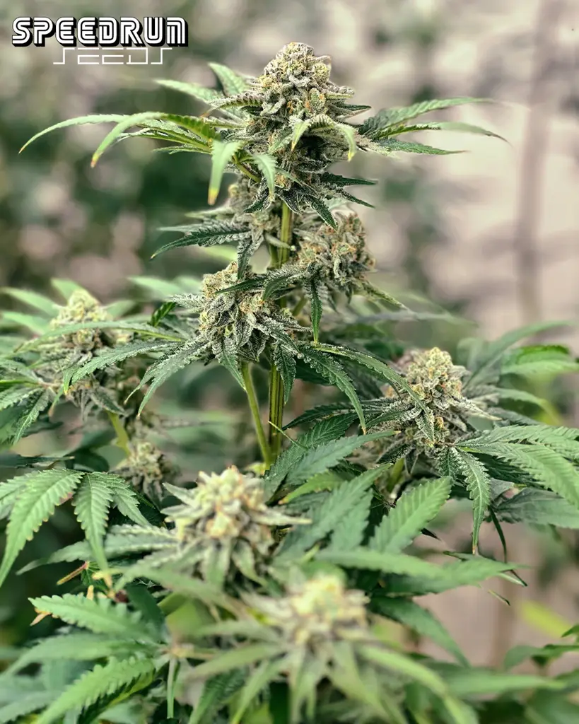 Terp Sneeze Autoflower Seeds
