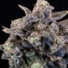 Unicorn Glitter Feminized Seeds