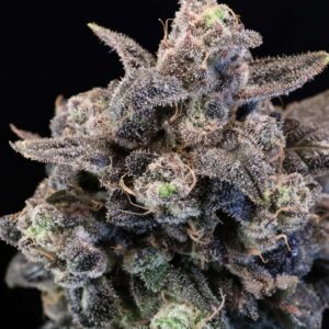 Unicorn Glitter Feminized Seeds