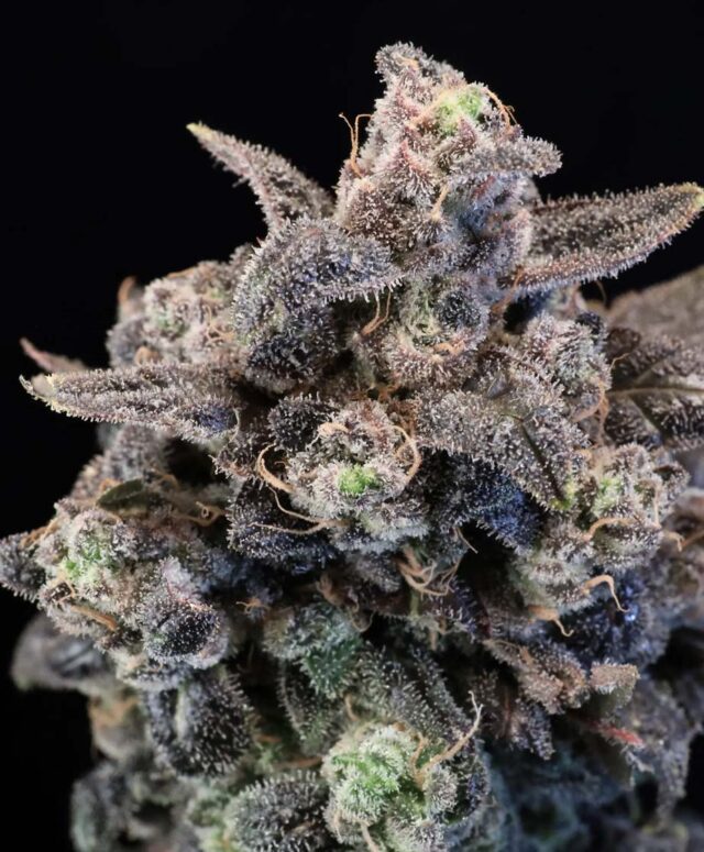 Unicorn Glitter Feminized Seeds