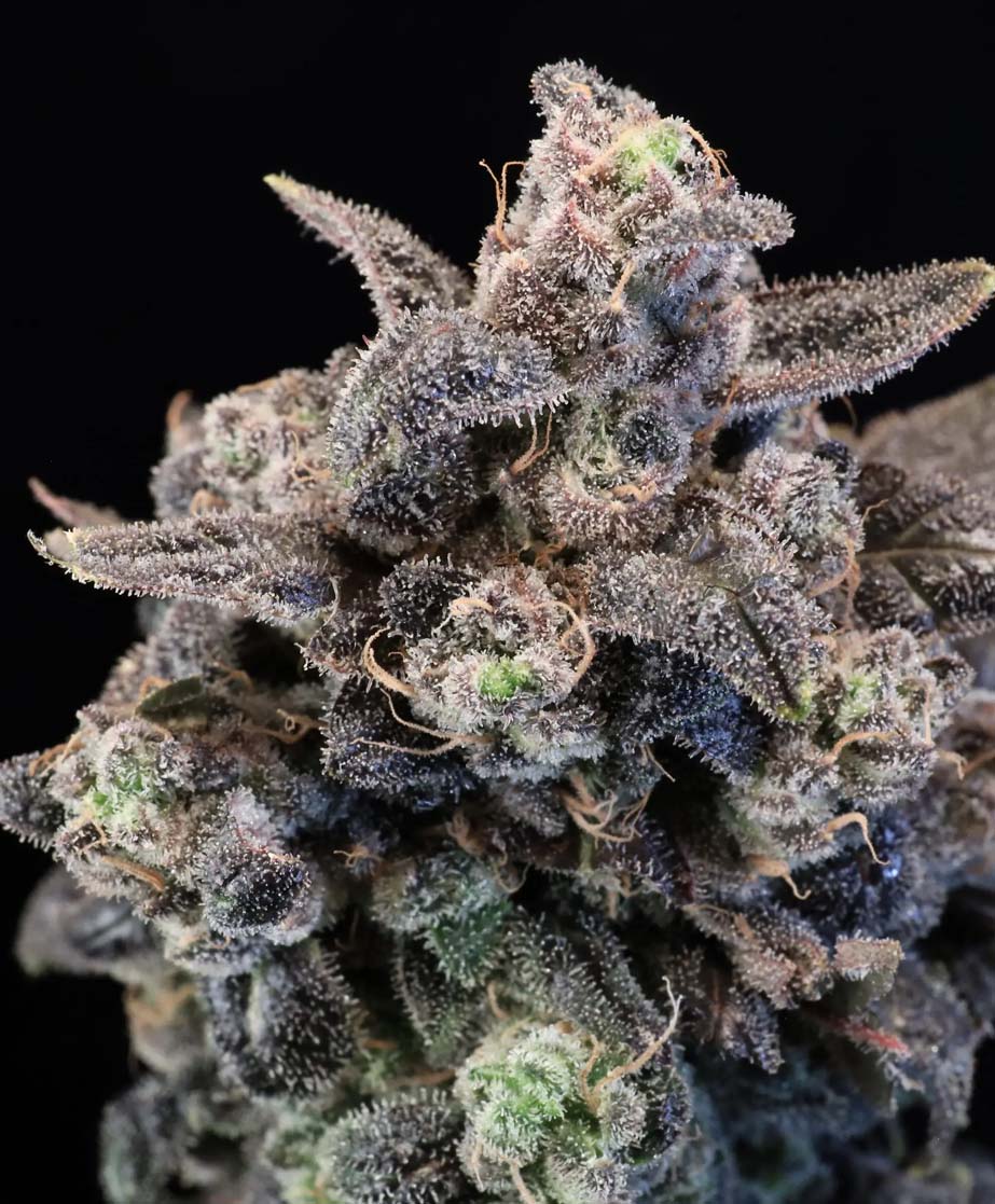 Unicorn Glitter Feminized Seeds