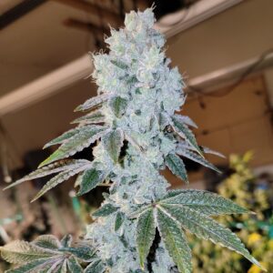 Voila Auto Feminized Seeds