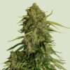 Atlas F1 Auto Feminized Seeds