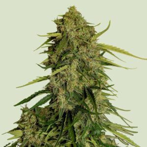 Atlas F1 Auto Feminized Seeds