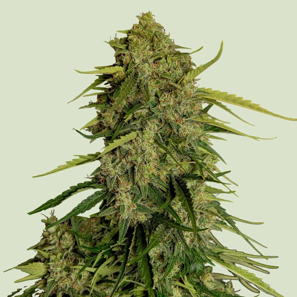 Atlas F1 Auto Feminized Seeds
