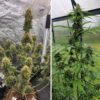 Candy Bubatz XL Auto Feminized Seeds