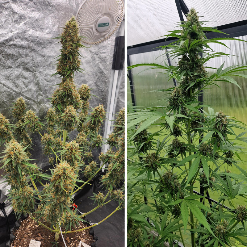 Candy Bubatz XL Auto Feminized Seeds