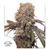 Candy Bubatz XL Auto Feminized Seeds