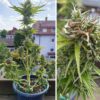 Candy Bubatz XL Auto Feminized Seeds