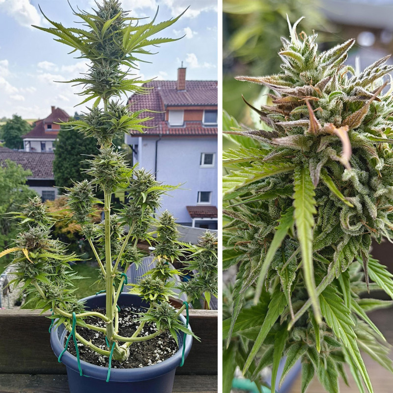 Candy Bubatz XL Auto Feminized Seeds