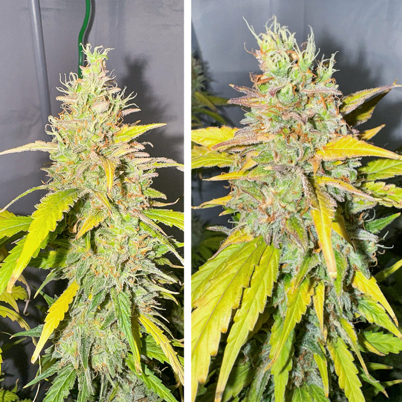 Candy Bubatz XL Auto Feminized Seeds