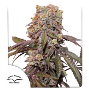 Candy Bubatz XL Auto Feminized Seeds