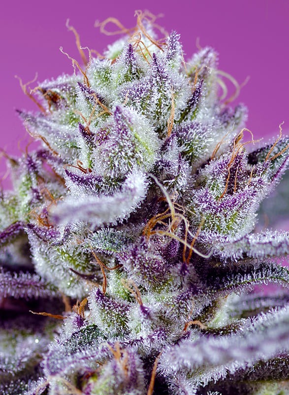 Diablo's Delight XL Auto Feminized Seeds