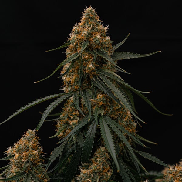 Gaia F1 Auto Feminized Seeds