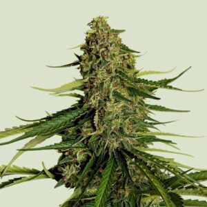 Gaia F1 Auto Feminized Seeds