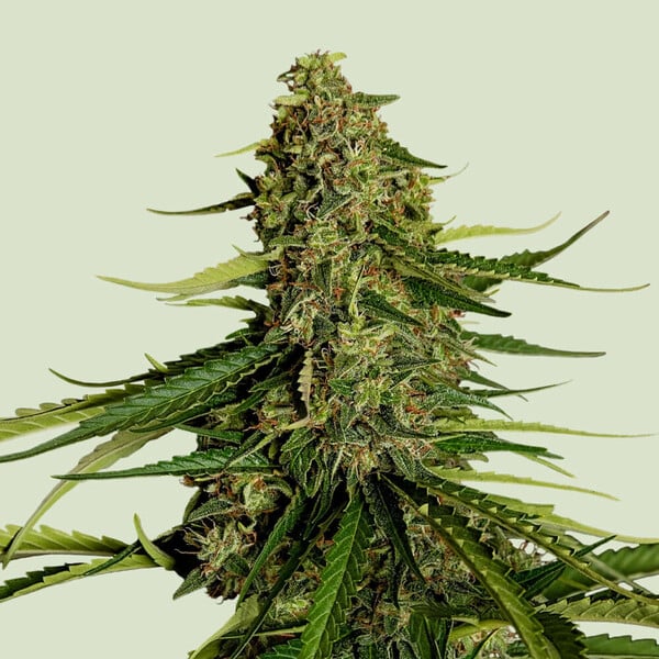 Gaia F1 Auto Feminized Seeds