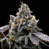 GMO Cookies Feminized Seeds