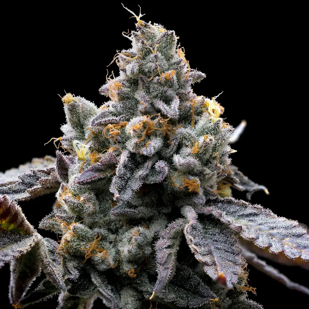 GMO Cookies Feminized Seeds