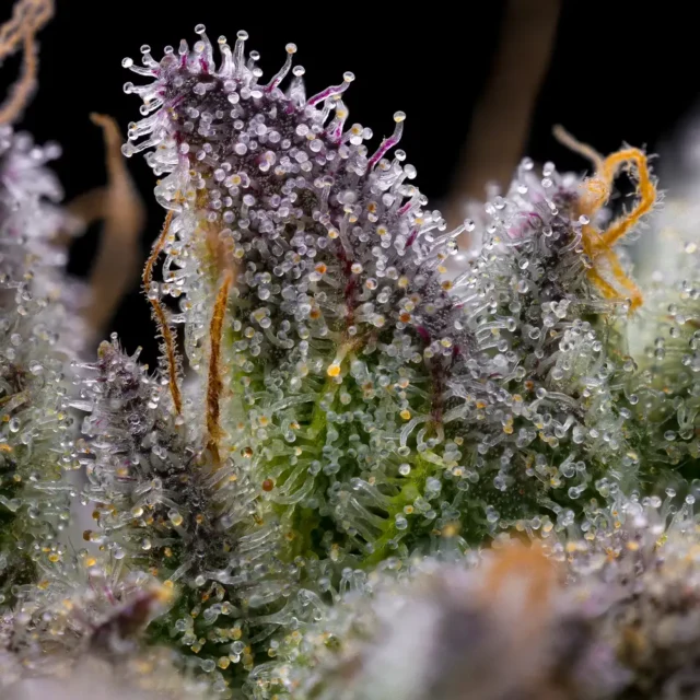 GMO Cookies Feminized Seeds