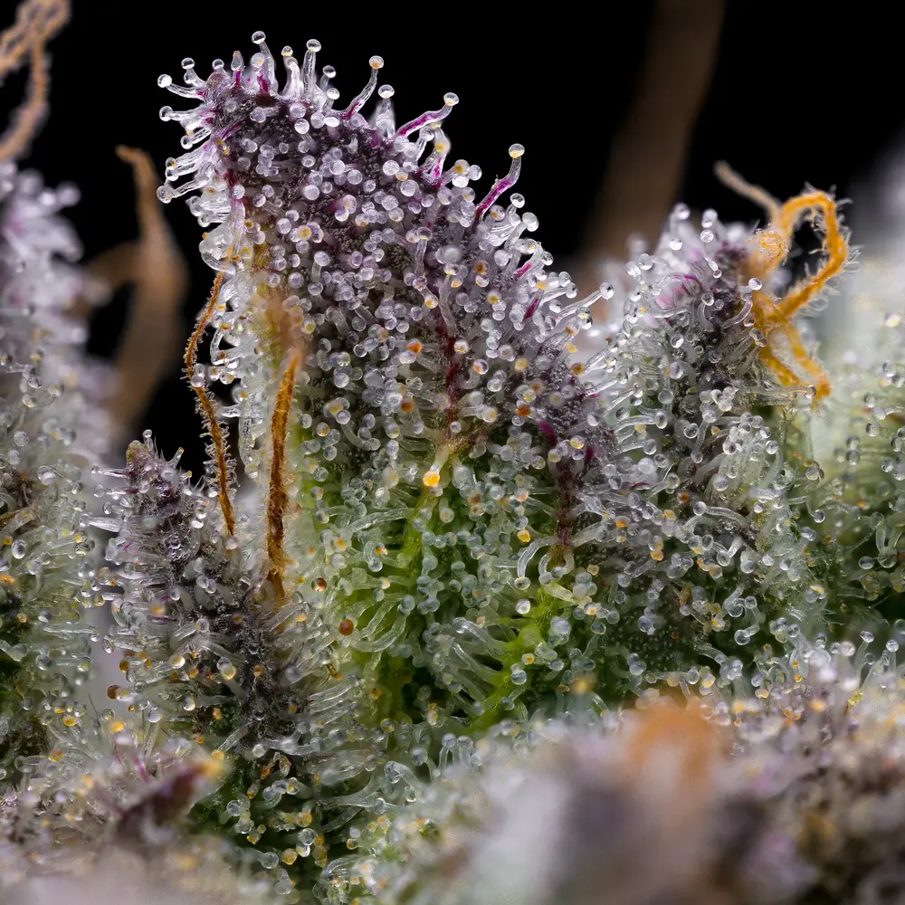 GMO Cookies Feminized Seeds