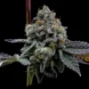 GMO Cookies Feminized Seeds