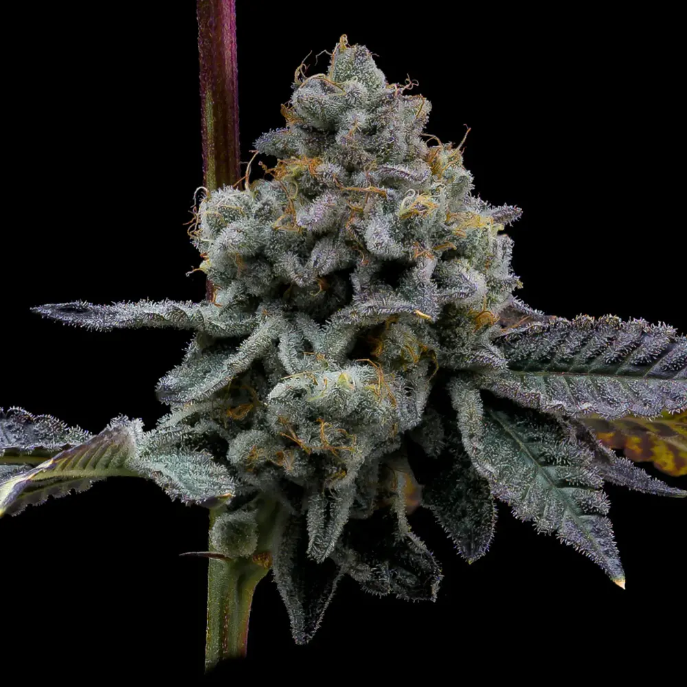 GMO Cookies Feminized Seeds