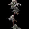 GMO Cookies Feminized Seeds