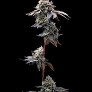 GMO Cookies Feminized Seeds