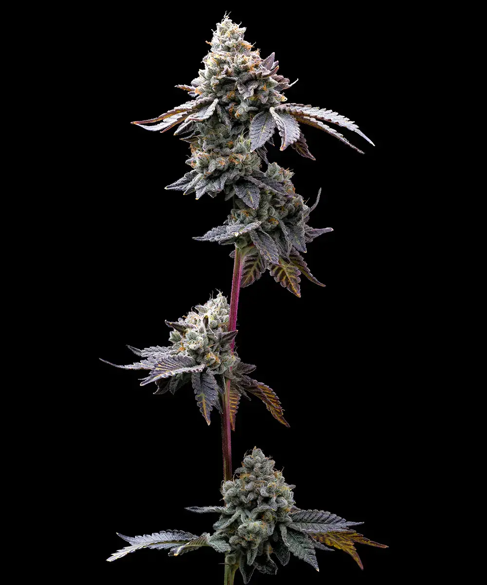 GMO Cookies Feminized Seeds