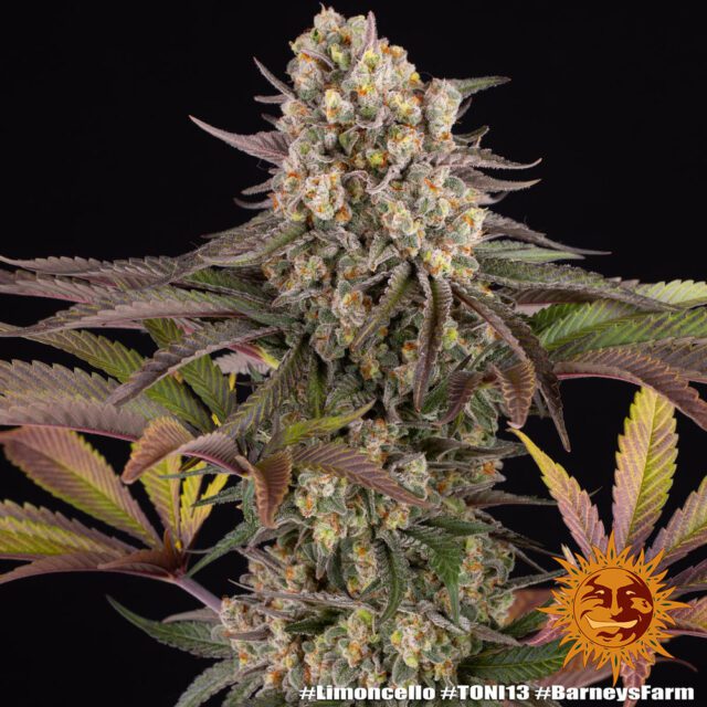 Limoncello Feminized Seeds