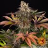 Limoncello Feminized Seeds