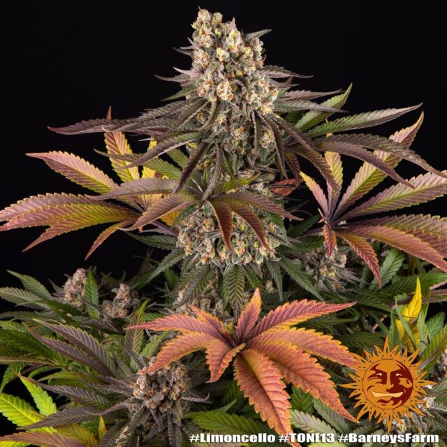 Limoncello Feminized Seeds