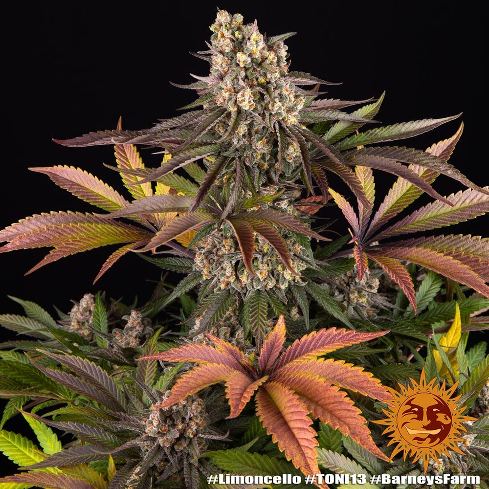 Limoncello Feminized Seeds