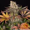 Limoncello Feminized Seeds
