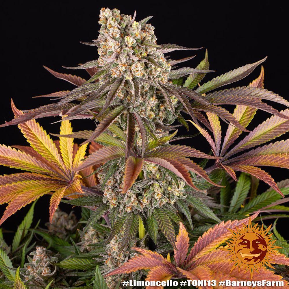 Limoncello Feminized Seeds