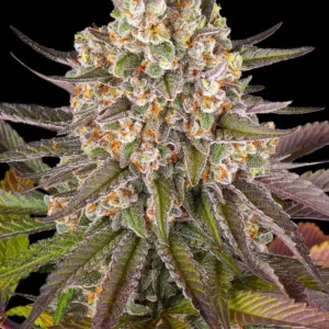 Limoncello Feminized Seeds