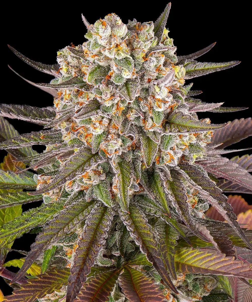 Limoncello Feminized Seeds
