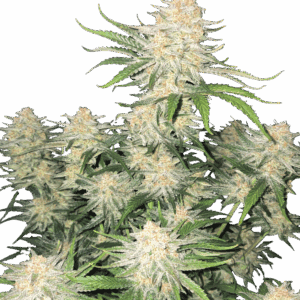 Frostbanger Auto Feminized Seeds