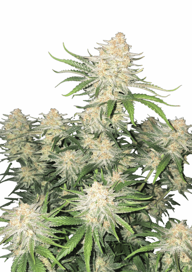 Frostbanger Auto Feminized Seeds