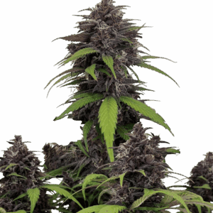 Purple Haze Auto Feminized Seeds