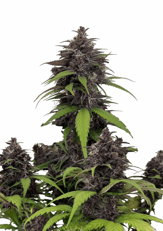 Purple Haze Auto Feminized Seeds